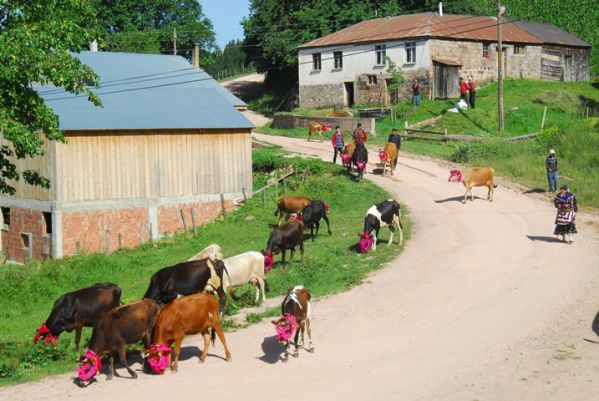 Yayla Göçleri-2013