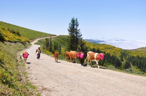 Yayla Göçleri-2013