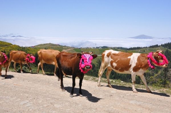 Yayla Göçleri-2013