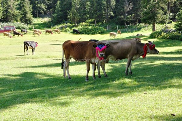 Yayla Göçleri-2012