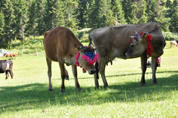 Yayla Göçleri-2012