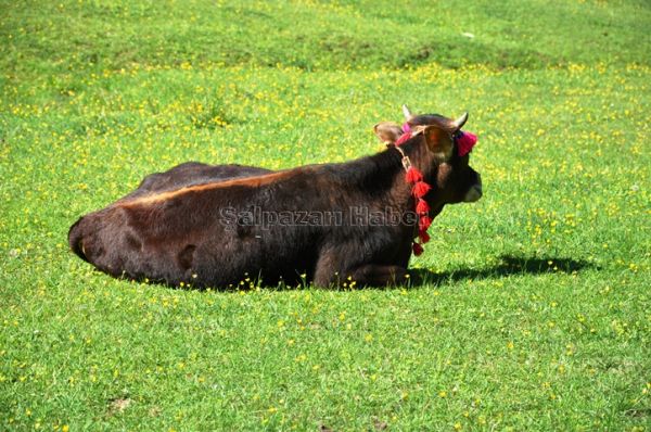 Yayla Göçleri-2012