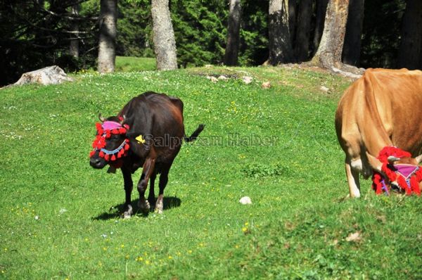 Yayla Göçleri-2012