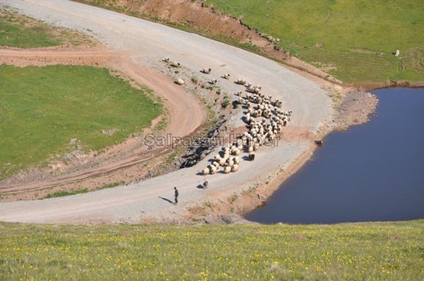 Yayla Göçleri-2012