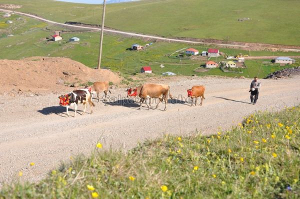 Yayla Göçleri-2012