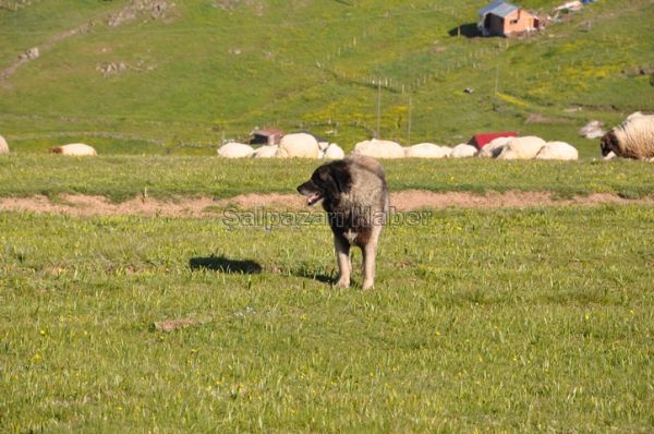 Yayla Göçleri-2012