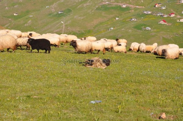 Yayla Göçleri-2012