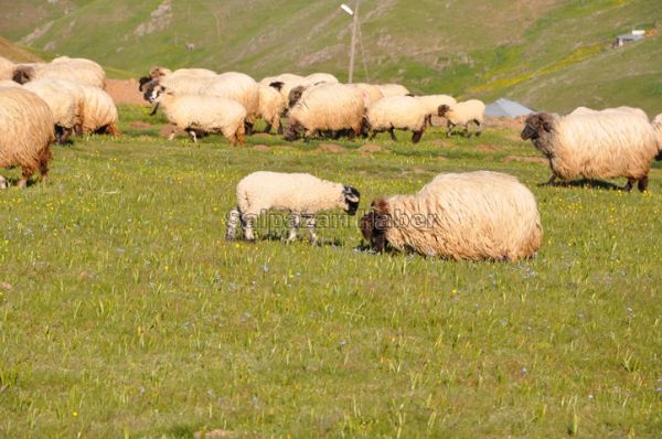 Yayla Göçleri-2012