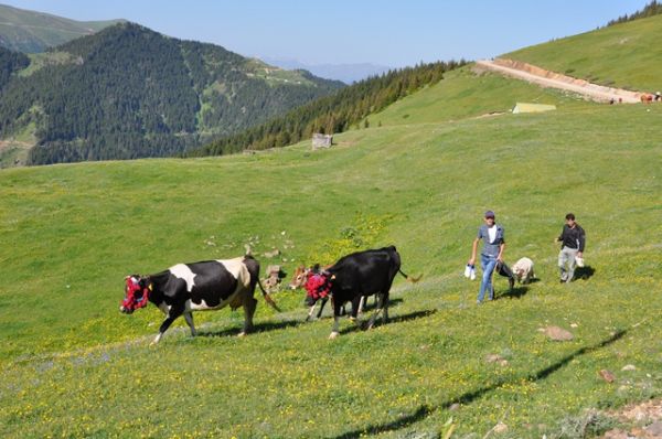 Yayla Göçleri-2012