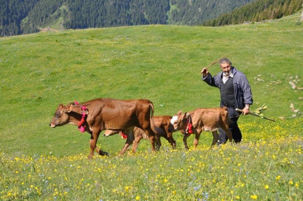 Yayla Göçleri-2012