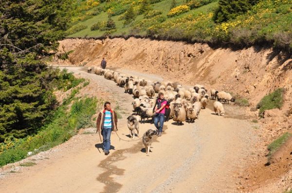 Yayla Göçleri-2012