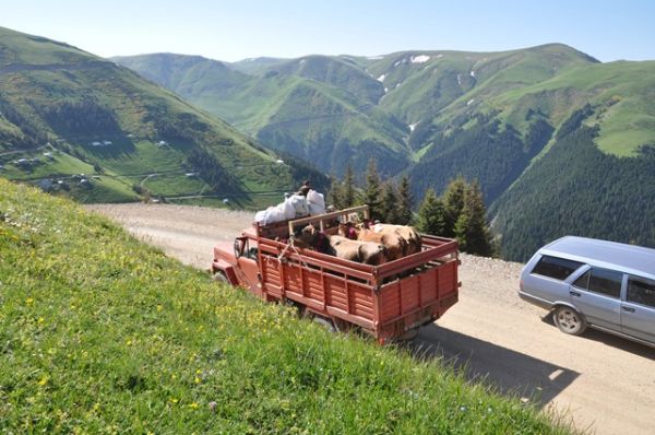 Yayla Göçleri-2012