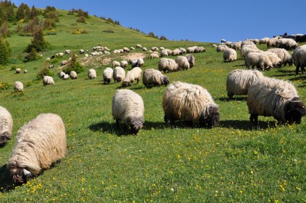 Yayla Göçleri-2012