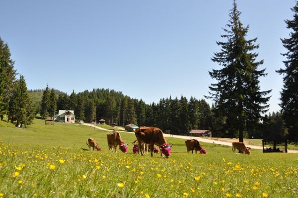 Yayla Göçleri-2012