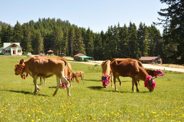 Yayla Göçleri-2012