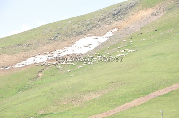 Yaylalarımız-2012