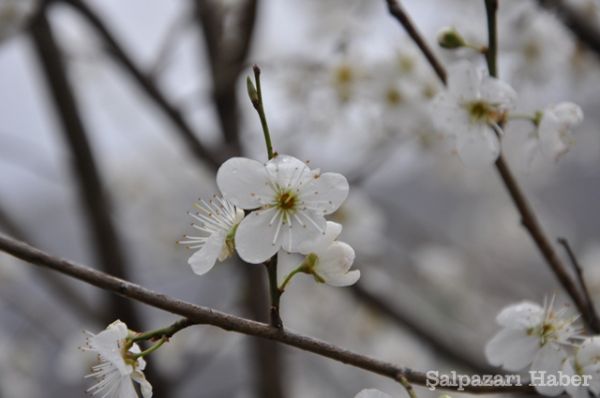 Ağasar'da İlkbahar