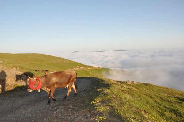 Yayla Göçleri-2013