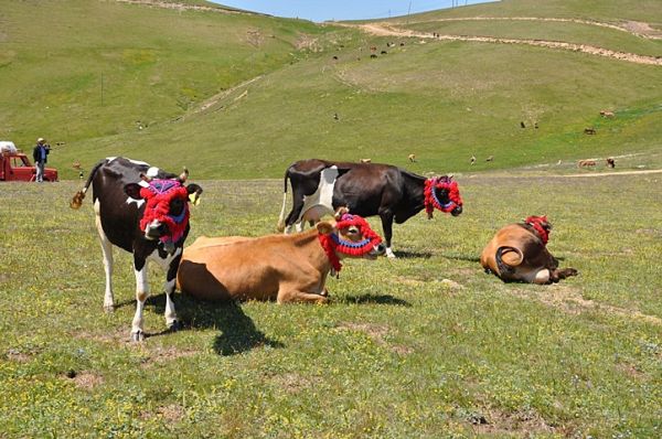 Yayla Göçleri-2013