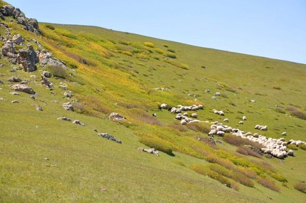 Yayla Göçleri-2013