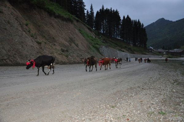 Yayla Göçleri-2013