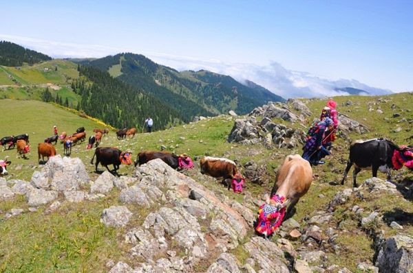 Yayla Göçleri-2013