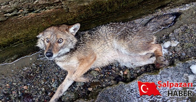 Yaralı çakal koruma altına alındı