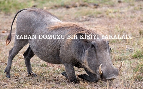 Domuz vatandaşlara saldırdı