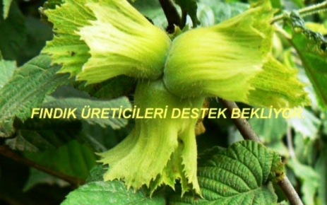 Fındık üreticileri destek bekliyor.