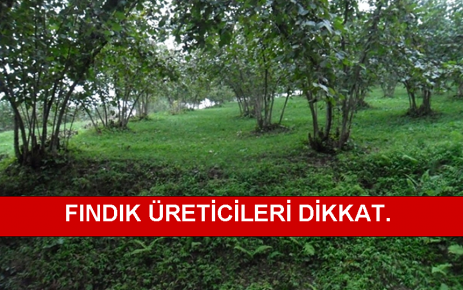 Fındık Üreticileri Dikkat!