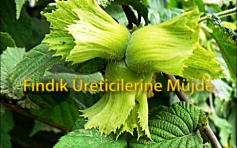 Fındık üreticisine müjde