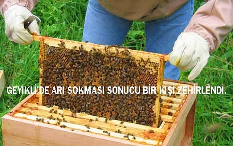 Geyikli'de Arıların Sokması Sonucu Bir Kişi Zehirlendi!..