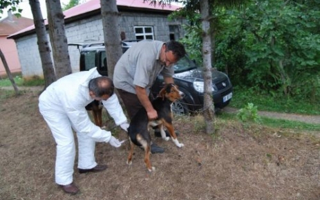 Oğuz Beldesi ve Beş Köyünde Kuduz Karantinası