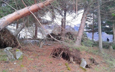 Rüzgar ağaçları kökünden söktü.