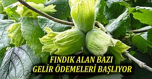 Fındık Alan Bazlı Gelir Desteği ödemeleri başlıyor
