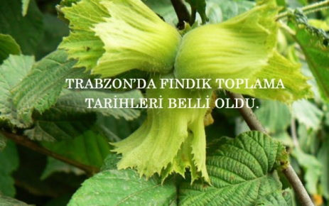 Trabzonda Fındık toplama tarihleri belirlendi.