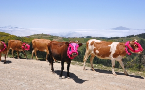 Yayla Göçü Belgeseli Yayınlanacak.