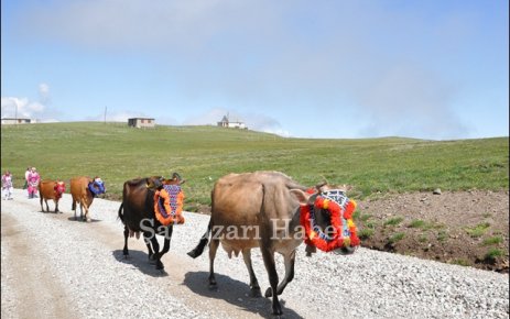 Yayla göçü devam ediyor