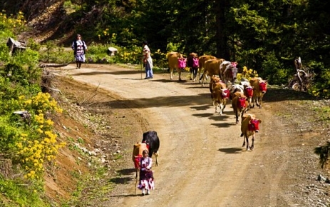 Yayla göçü tarihleri belli oldu.