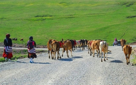 Yayla'lar Şenleniyor.