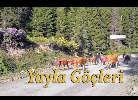 Yayla Göçleri.2020